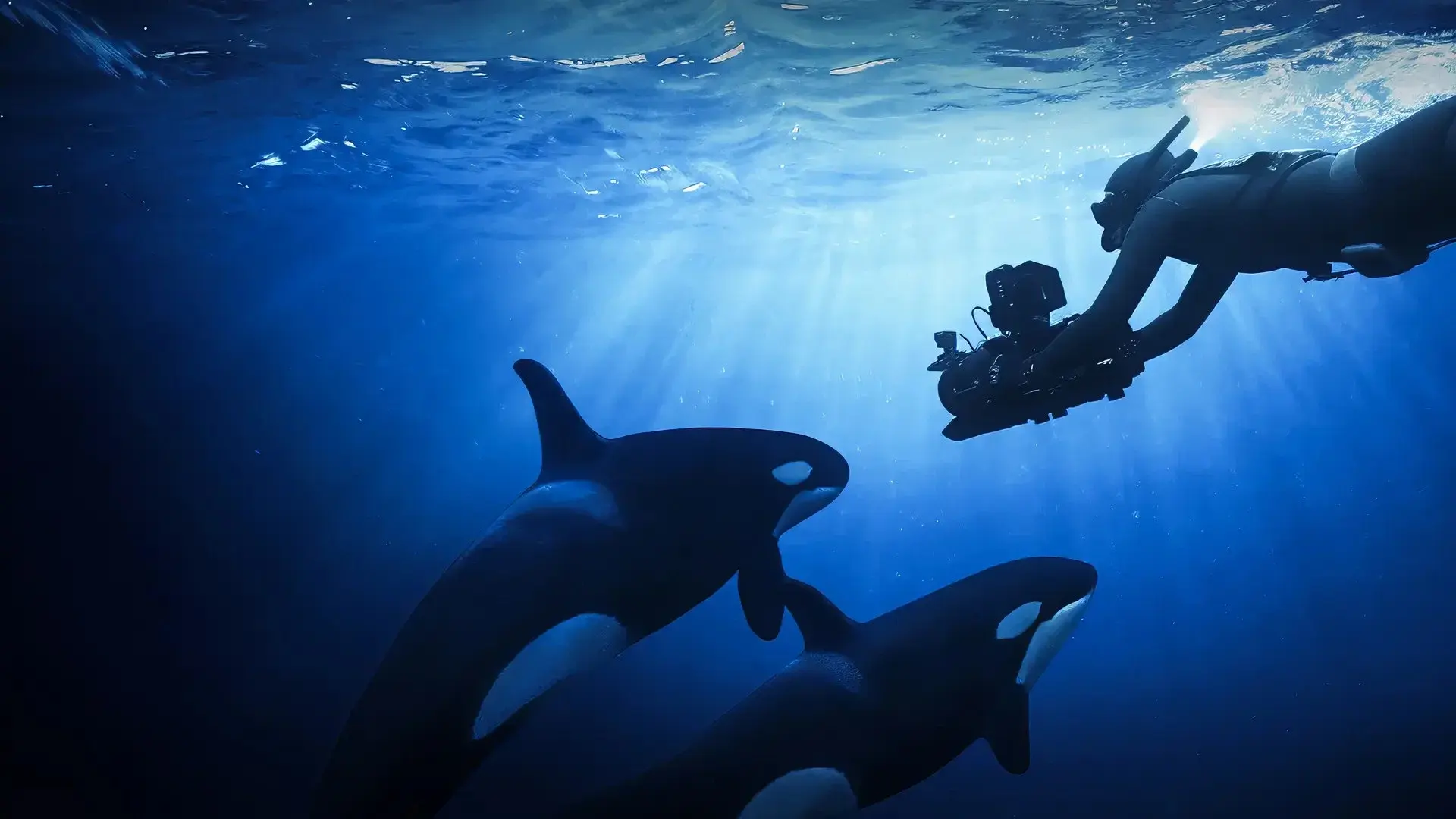 Unter Orcas
