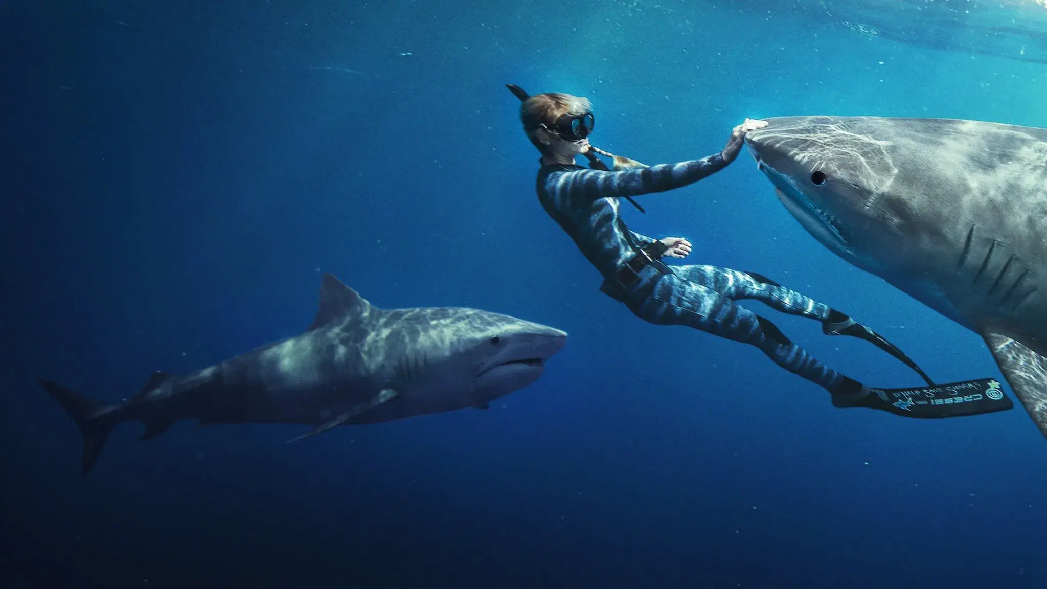 Shark Whisperer