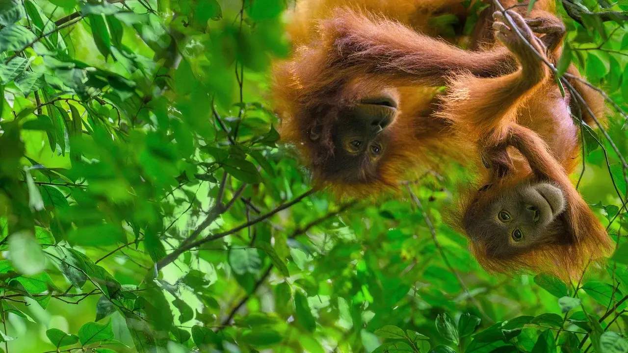 Orangutan