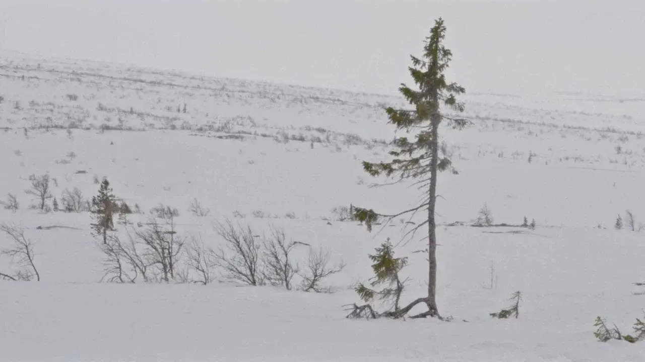 A tree is a tree