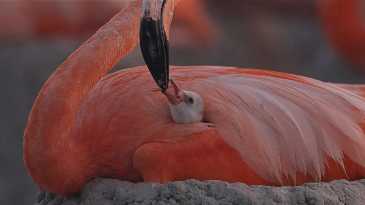 Flamingos: Life After the Meteorite