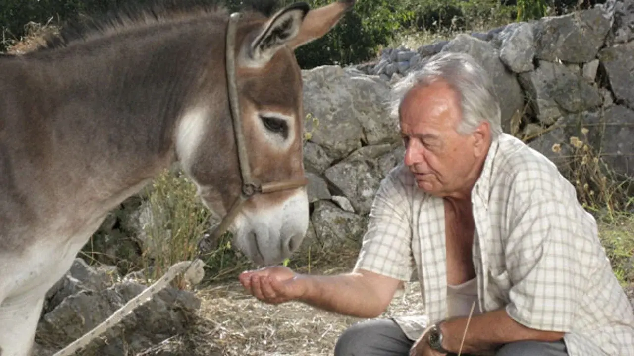 Donkey