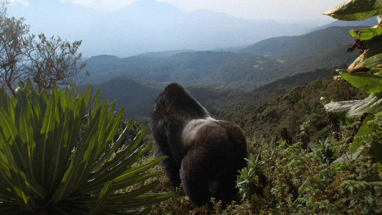 A Gorilla Story: Told by David Attenborough