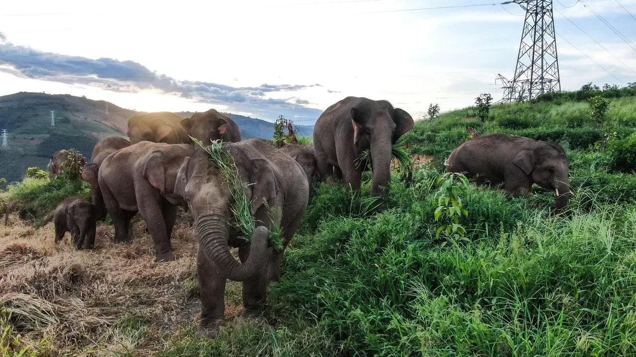 The Elephant Odyssey