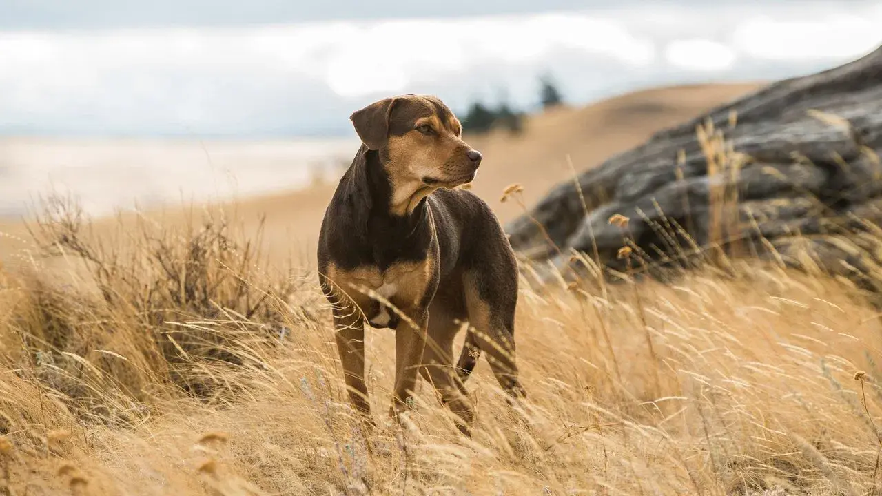 A Dog's Way Home