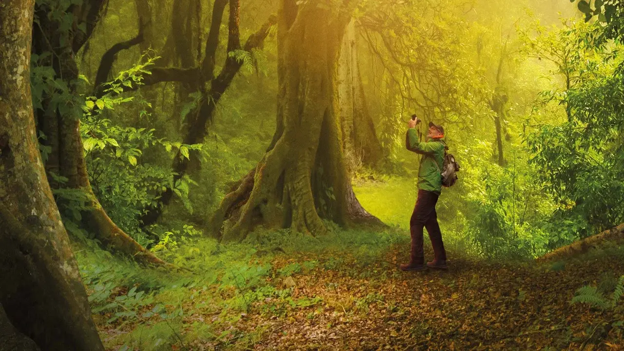 The Hidden Life of Trees