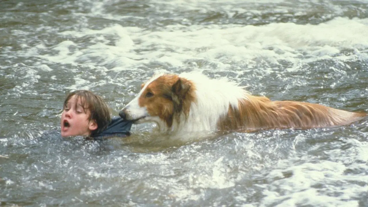 Lassie
