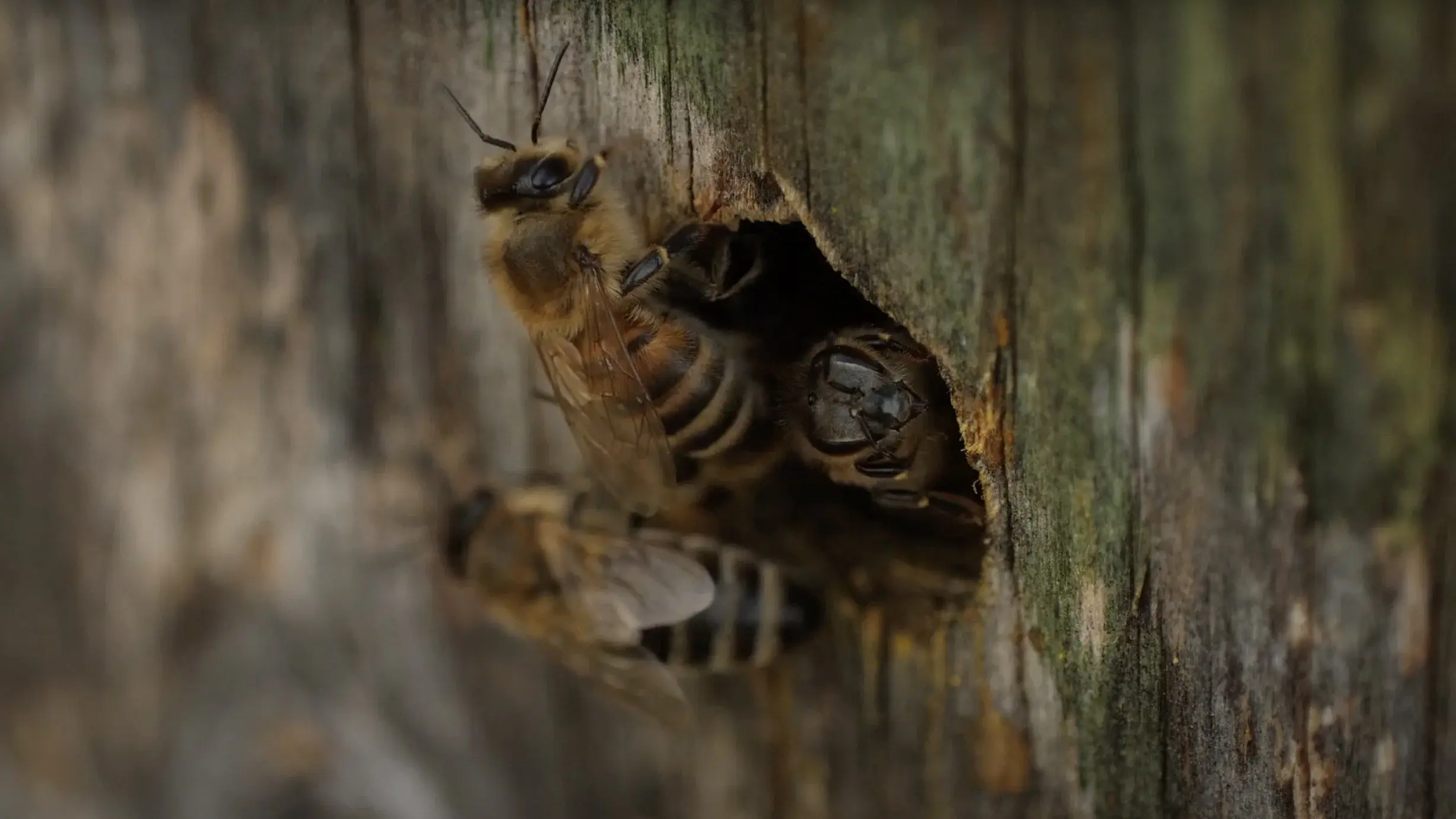Bees