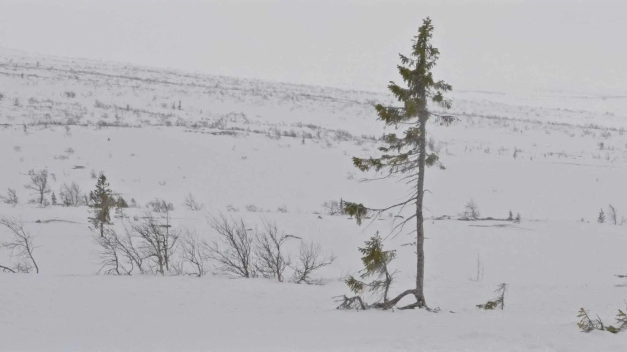 A tree is a tree
