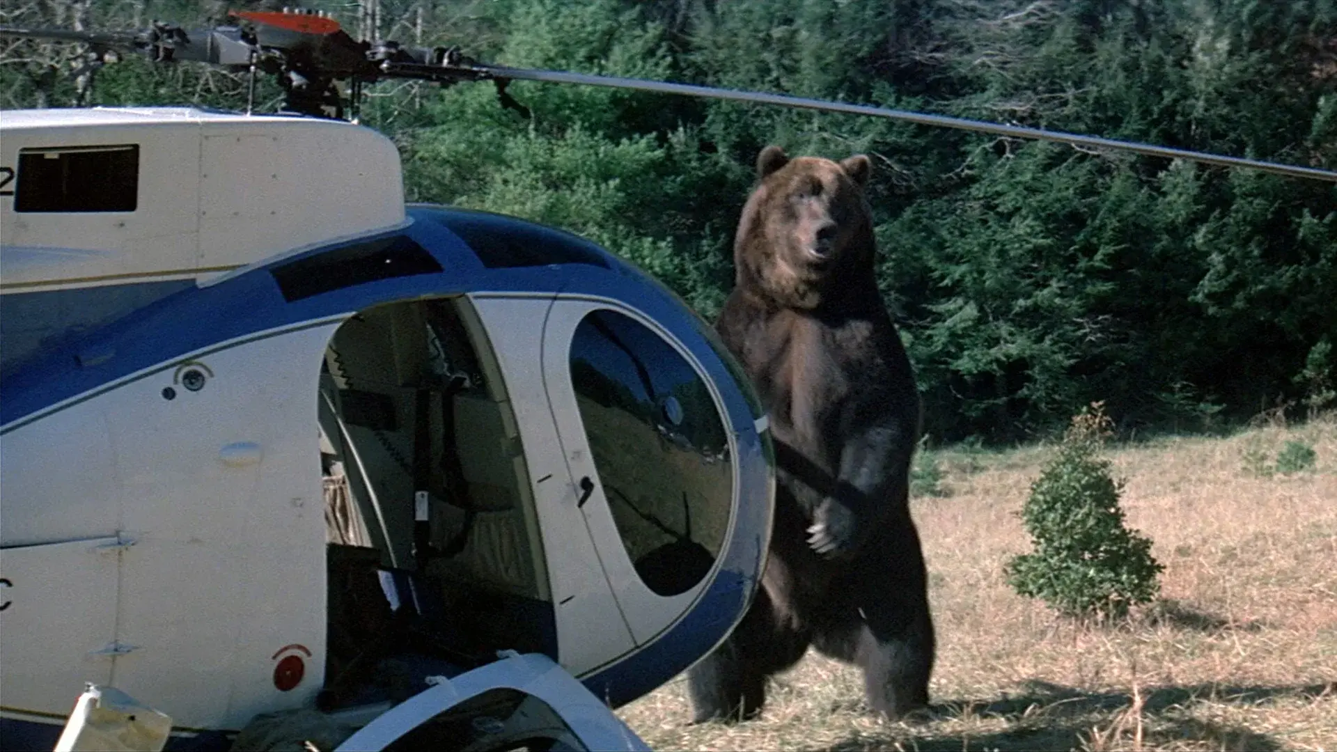 Grizzly