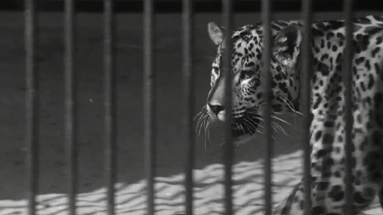 Zoo