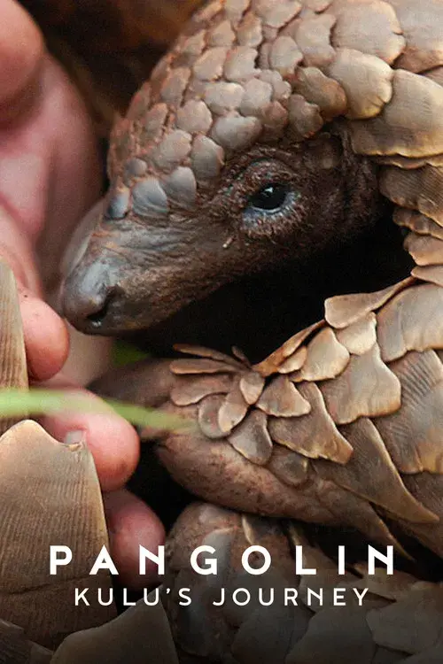 Pangolin: Kulu's Journey